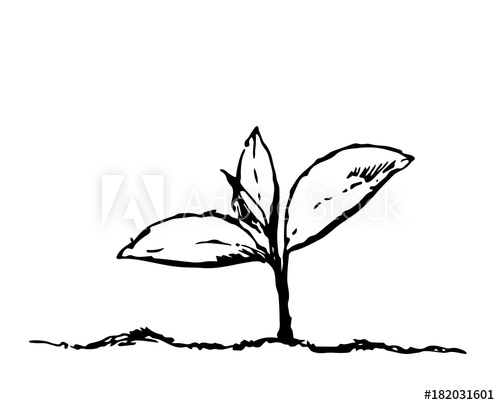 500x405 Flower Drawing Vector Illustration And Line Art Illustration