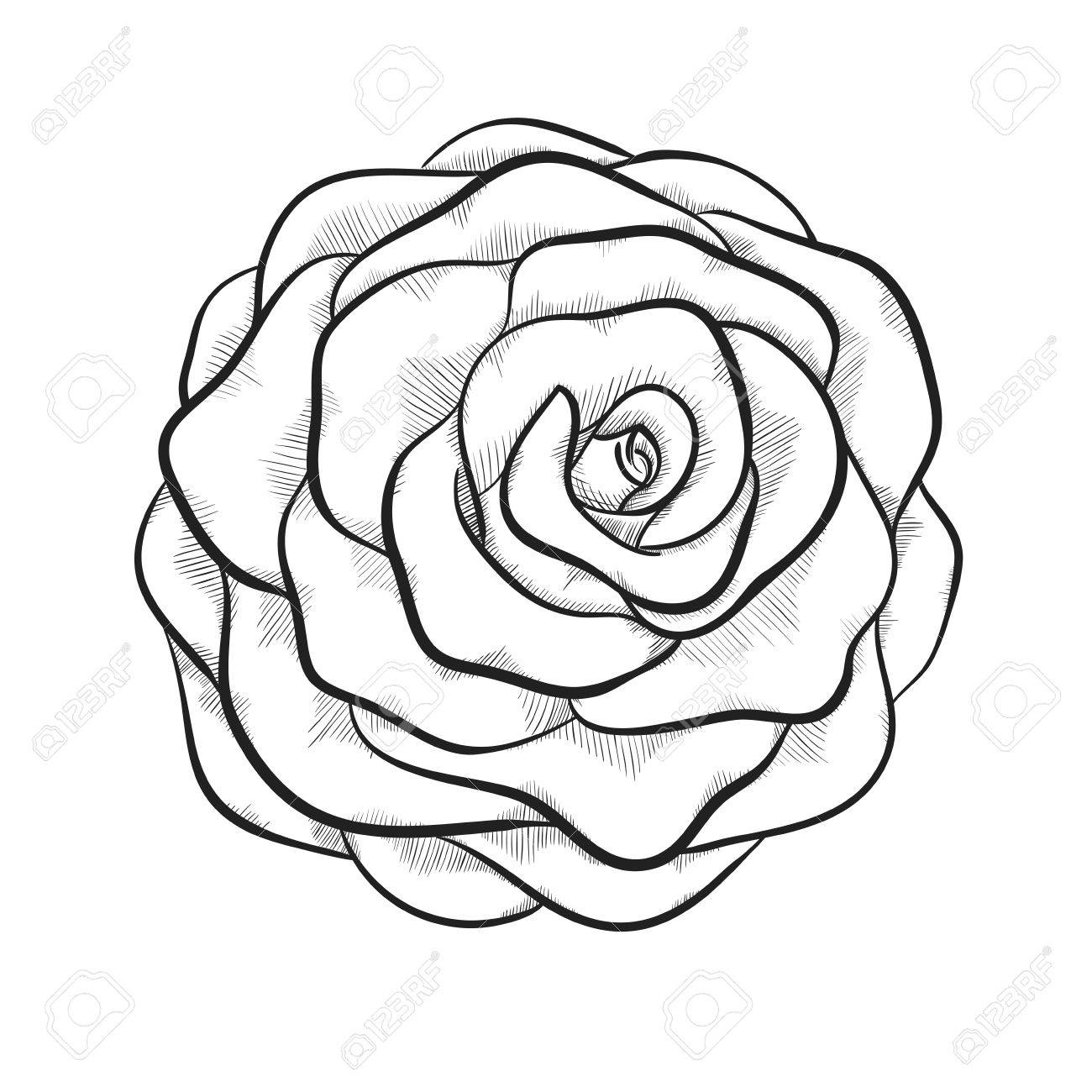 1300x1300 Black And White Rose Pencil Drawing Vector Free Flowers Line
