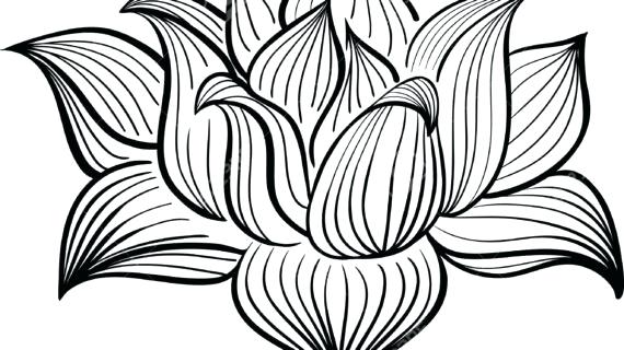 570x320 Lotus Flower Outline Drawing Zupa