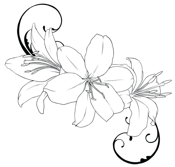 720x690 Lily Outline Lily Flowers Outline Illustration