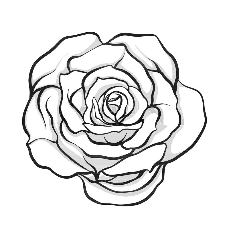 800x800 Rose Flower Outline Flower Drawing Outline Coloring Pages