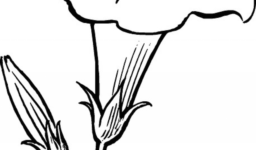 1024x600 drawings of flower buds black outline drawing flower white flowers