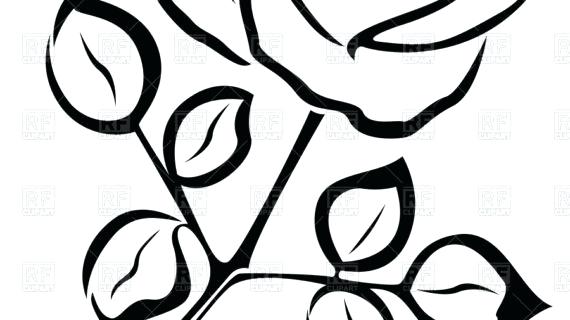 570x320 Easy Flower Sketches Step