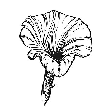 360x360 Water Lily July Birth Flower