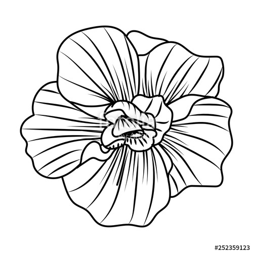 500x500 Flower Petals Drawing Stock Image And Royalty Free Vector