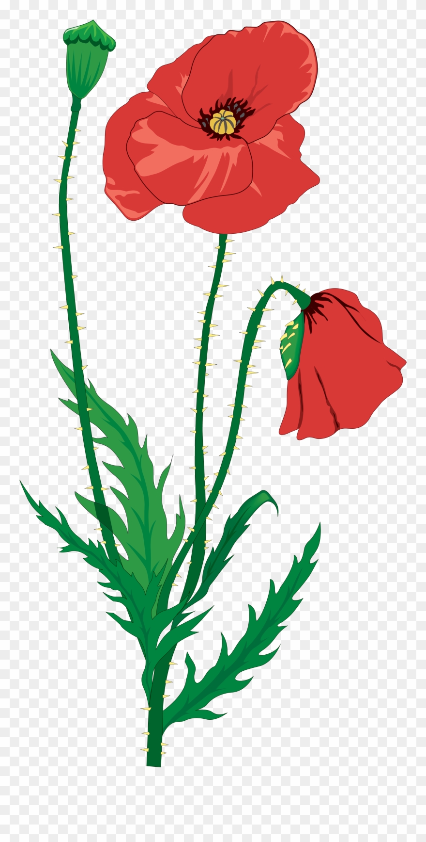 880x1736 Drawing Flower Clip Art