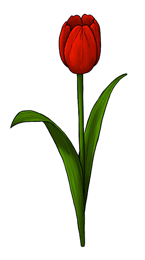 293x523 how to draw flowers the noble and sincere tulip