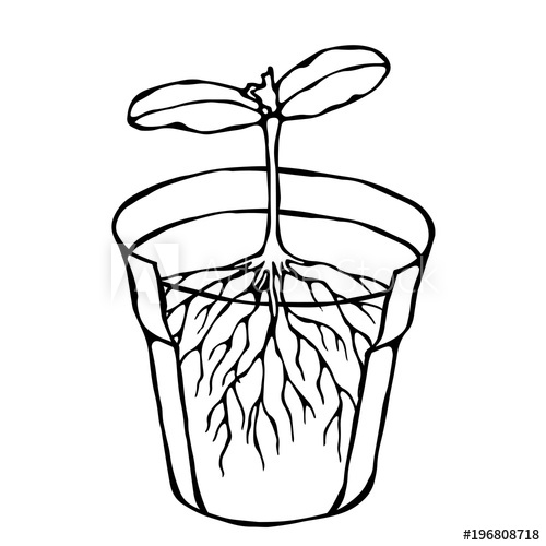 500x500 Flower Pot With Soil Seed, Sprout With Two Leaves And Root