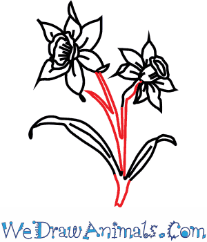 300x350 How To Draw A Narcissus Flower