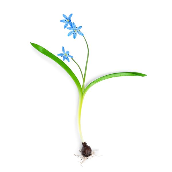 600x600 Parts Of A Flowering Plant Lesson For Grades