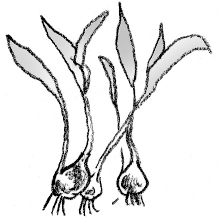 439x446 Plant Propagation