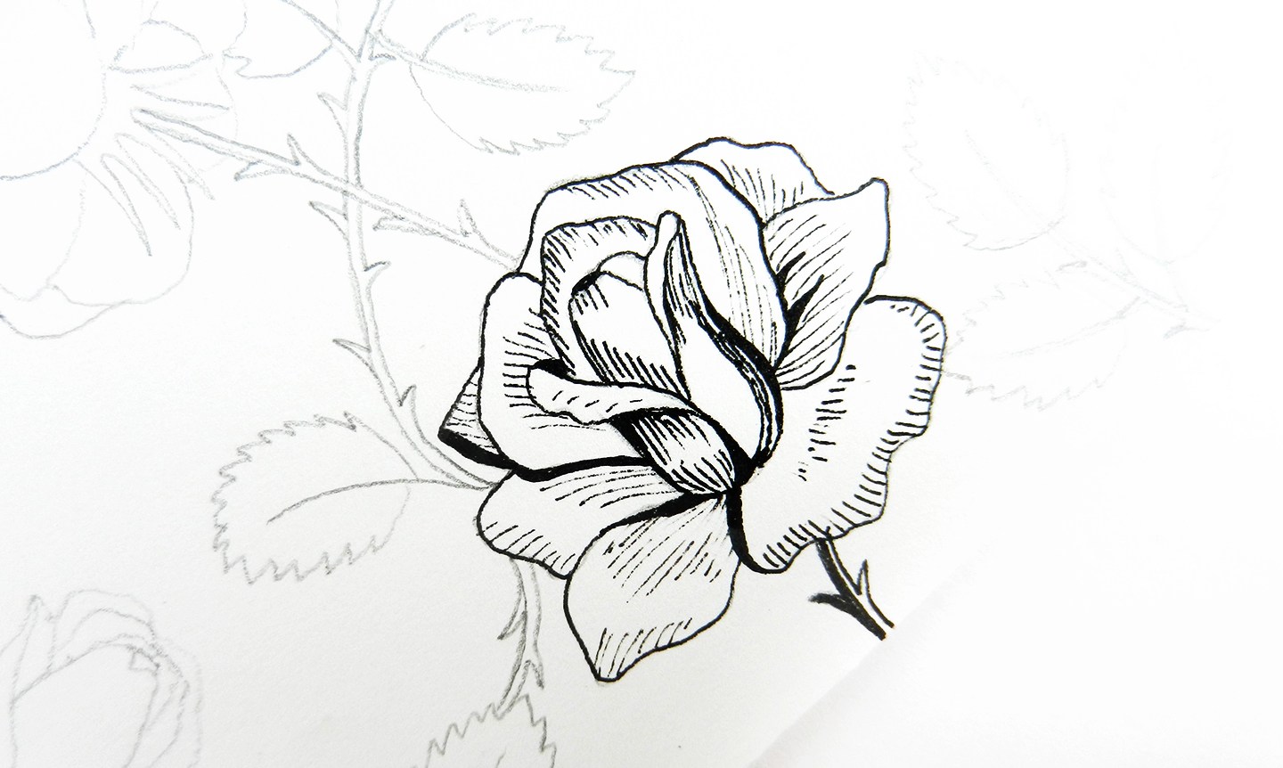 1440x862 How To Draw Roses The Postman's Knock