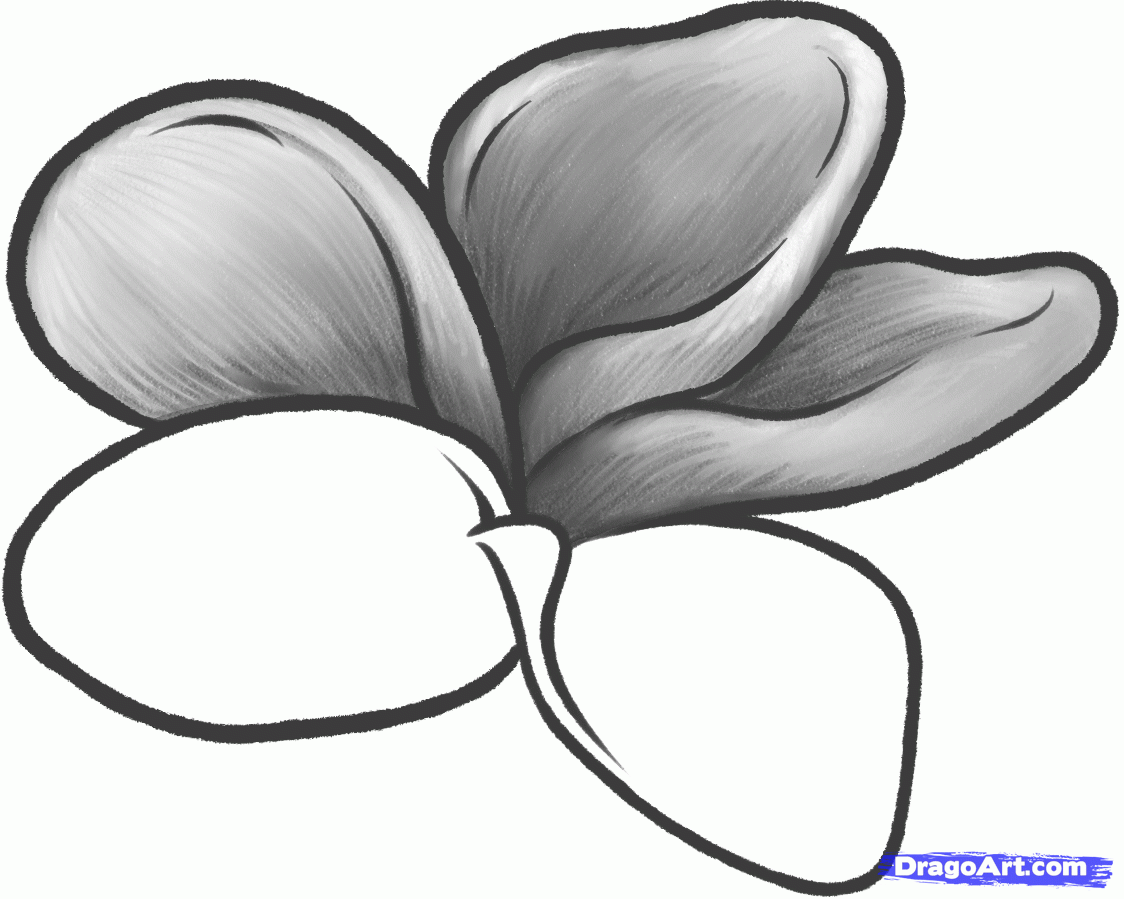 1124x899 how to draw a frangipani, plumeria flower, step