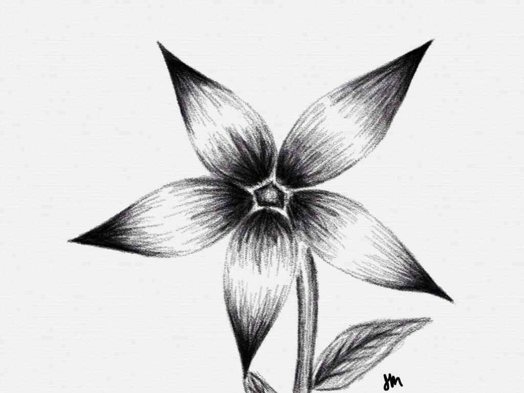 1024x768 Shaded Pencil Flowers Gardening Flower And Vegetables