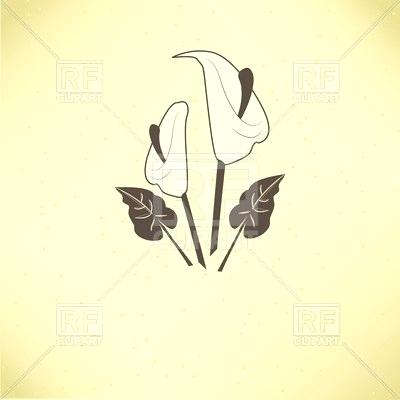 400x400 calla lily drawing arum lily drawing flower clip art calla free