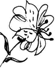 183x229 freddie's flowers fresh flowers, weekly, delivered to your door