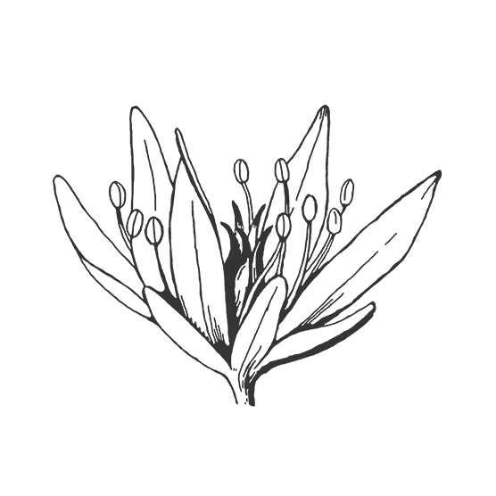 556x556 Shop Local Flowers Stalk Pistil Flower Farm