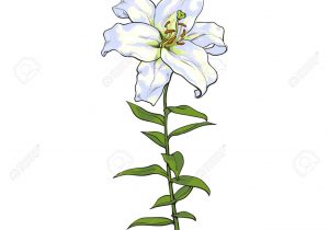 300x210 Flower Stem Drawing Zinnia Flower