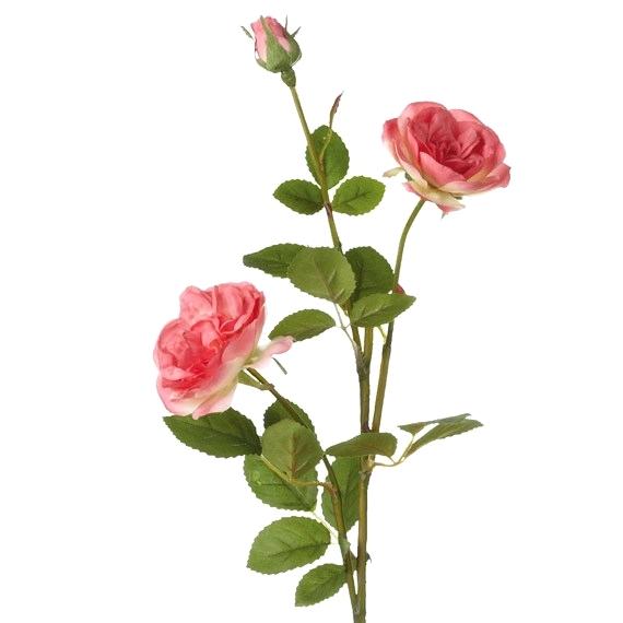 570x570 Flower With Stem How To Draw A Step