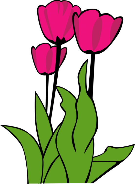 553x749 Stem Drawing Tulip Transparent Png Clipart Free Download