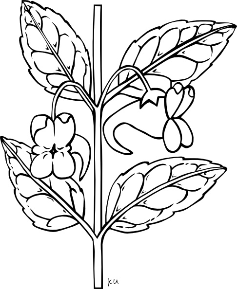 486x594 Stem With Flower Outline Clip Art Free Vector In Open Office