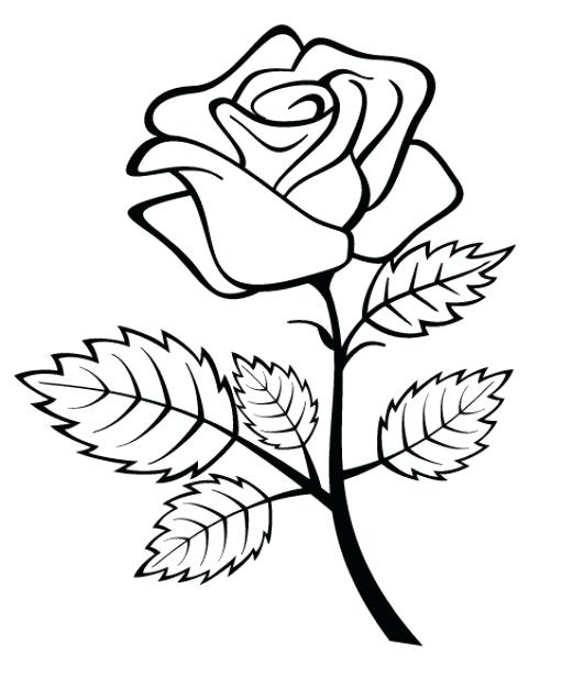 521x626 Draw Simple Rose Simple Rose Drawing Draw A Simple Rose