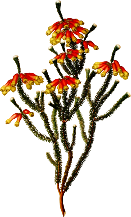 451x750 Drawing Flowering Plant Tree Plant Stem Cc0