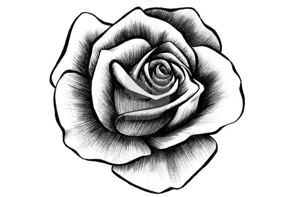 592x396 Hand Drawn Rose Collection Tattoos