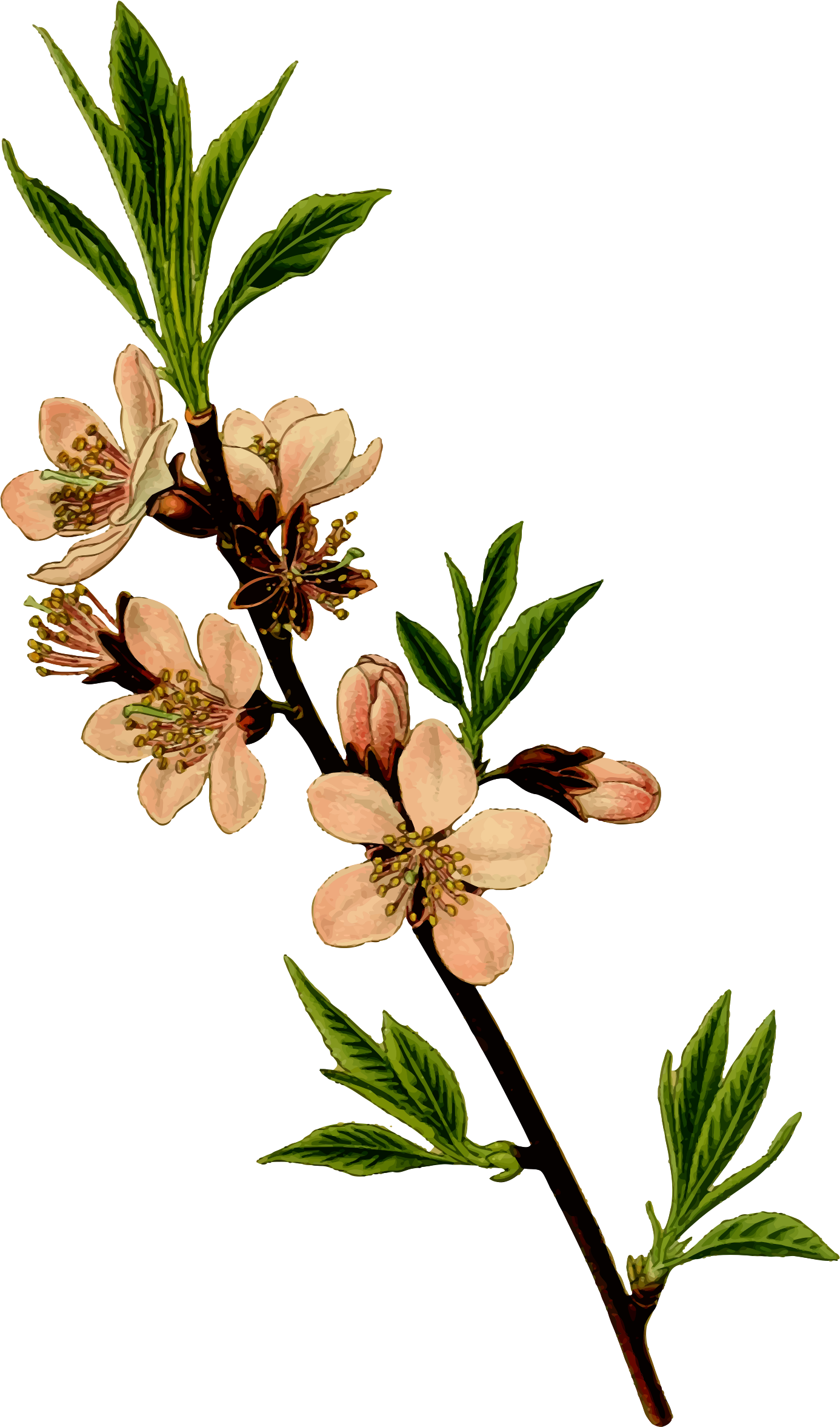 1386x2354 almond tree