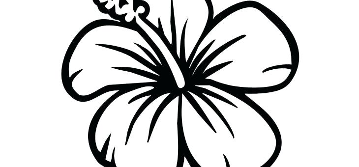 730x340 Hawaiian Flowers Drawing