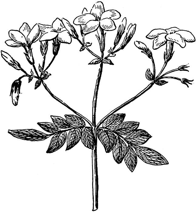 Flower Vine Drawing