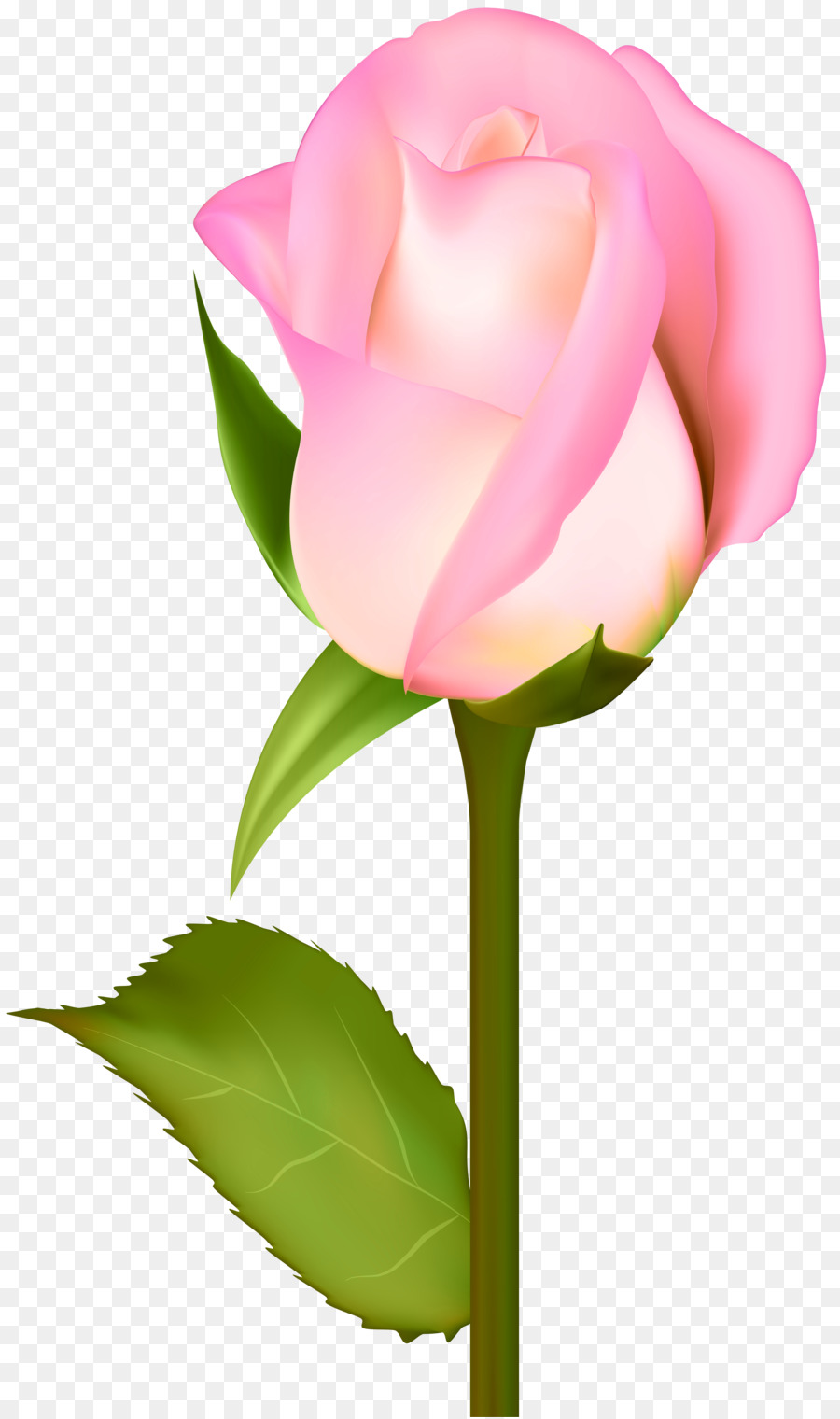 900x1520 Flower, Drawing, Pink, Transparent Png Image Clipart Free Download