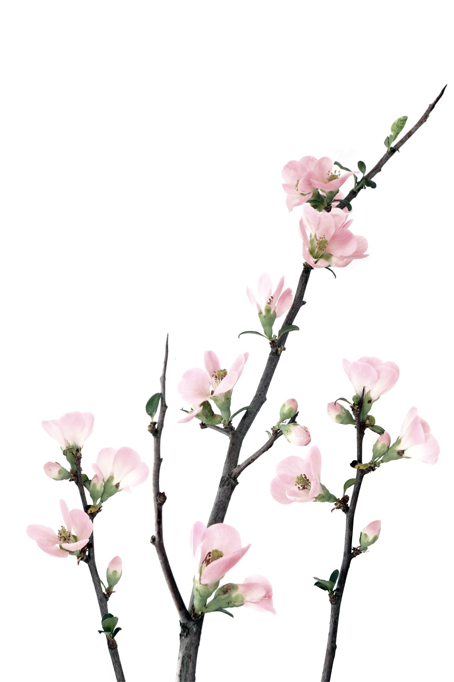 1500x2250 Zw Flower Wallpaper, Flowers, Spring Flowers