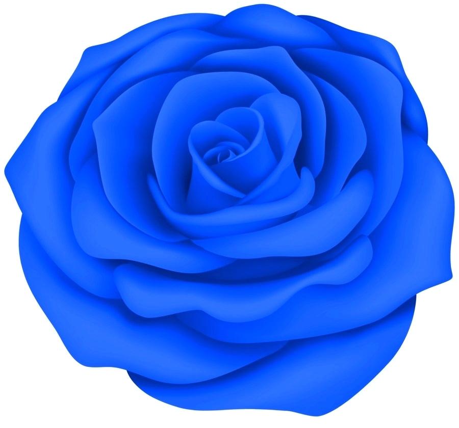900x840 Blue Rose Drawing Blue Rose Tattoo Designs
