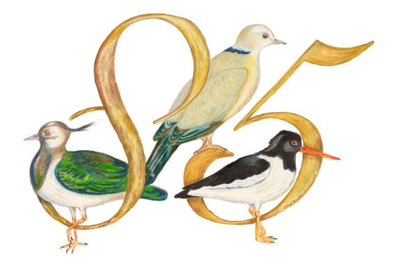 570x380 Commission Of Personalized Drawing With Favourite Birds Etsy