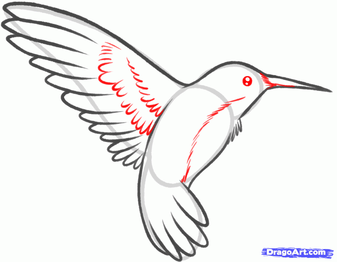 1098x856 How To Draw A Hummingbird And Flower, Step