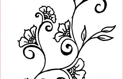 420x270 Flower Vine Drawing Passiflora Rosea As Poggendorffia Rosea