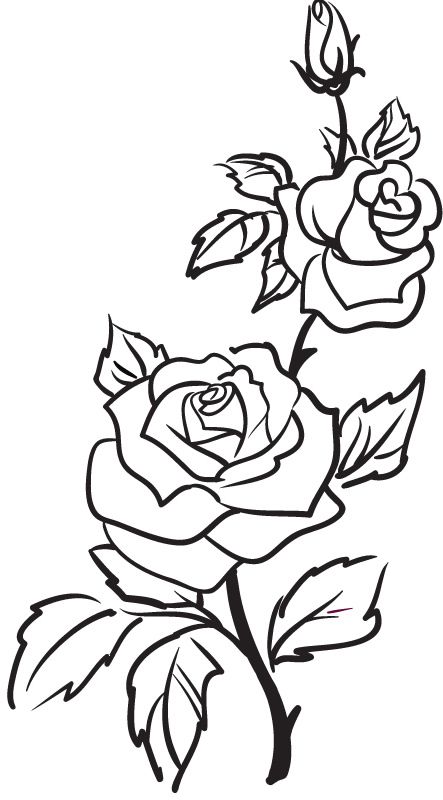 443x800 Details About Two Roses Outline Rose Flowers Wall Stickers Wall