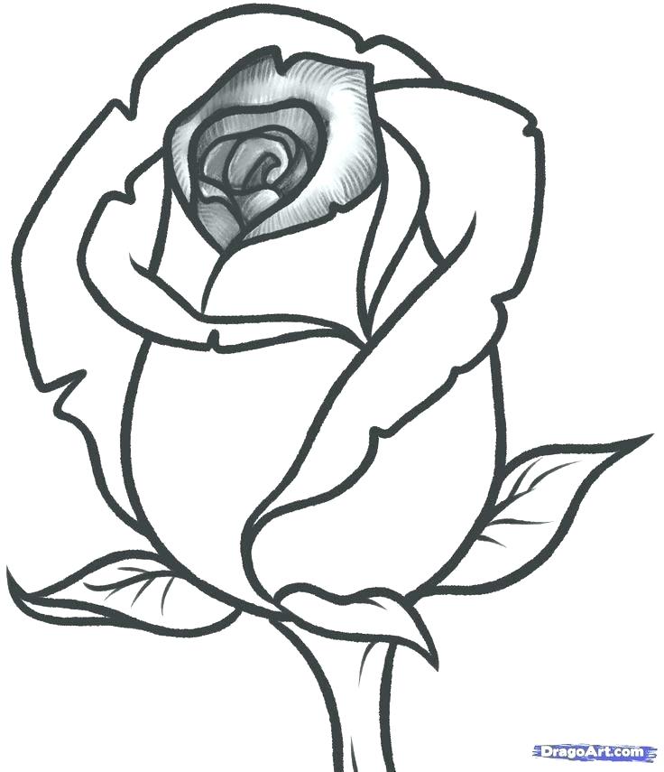 736x855 How To Draw Flowers With Pencil Zupa