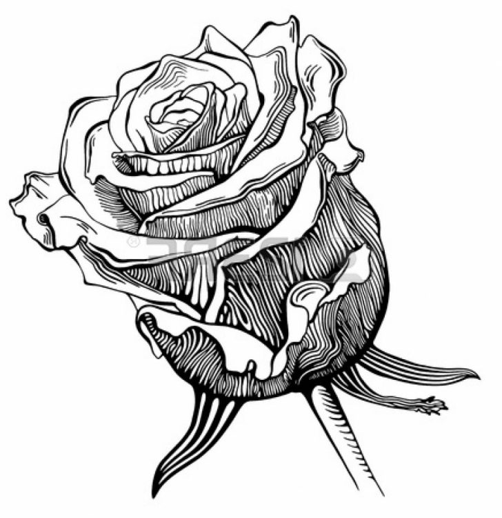 728x750 Black And White Rose Vector Drawing Flowers Line Clip Border Step