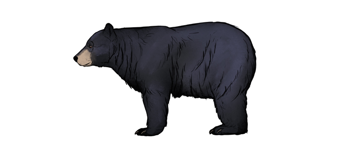700x296 how to draw bears big, fluffy clumsy