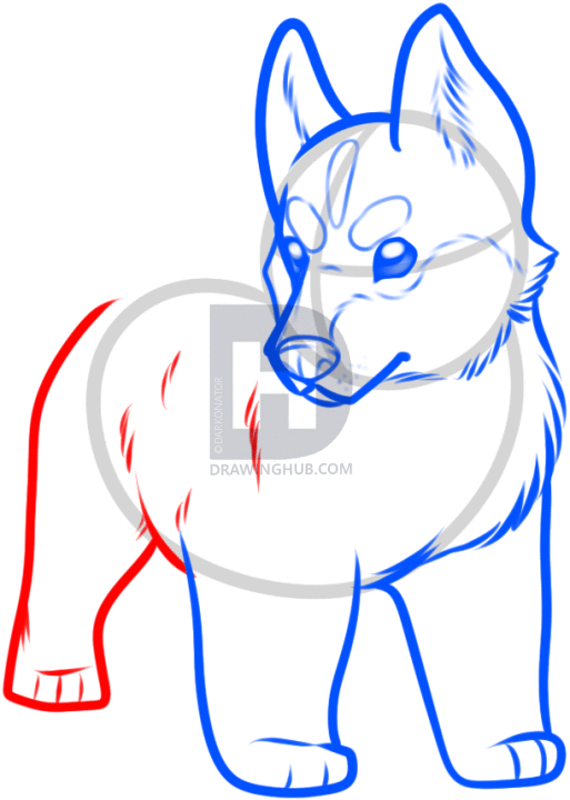 513x720 How To Draw A Pomsky, Step