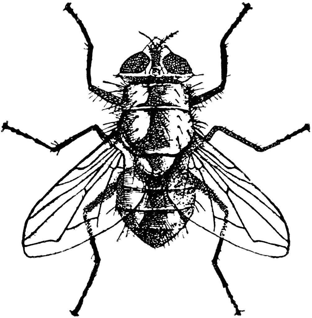 1005x1024 Fly Pic Drawing Drawing Skill