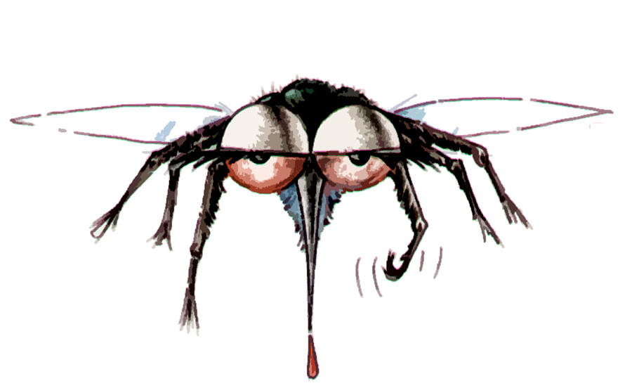 900x552 Tsetse Fly Drawing