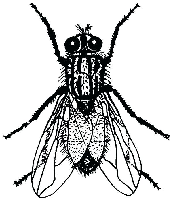 594x693 Draw A Fly