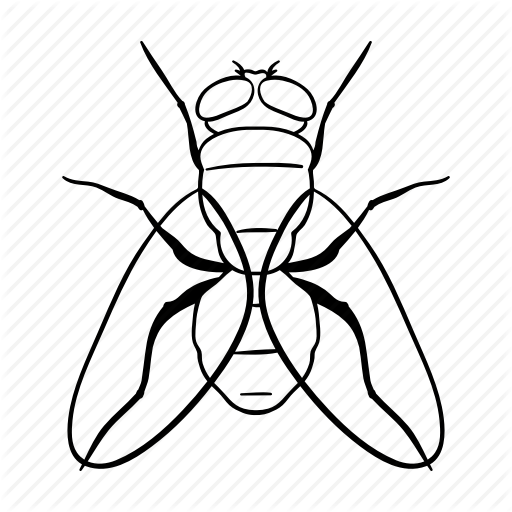 512x512 Drawing Insects Fly Transparent Png Clipart Free Download