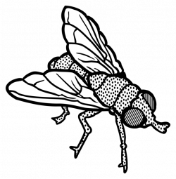 250x255 Drawing Insect Fly, Picture