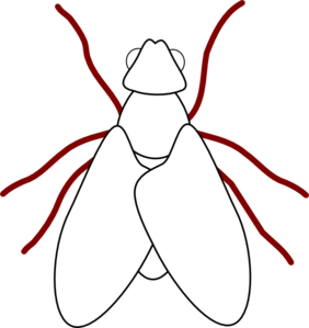 282x299 Fly Line Drawing Png, Clip Art For Web