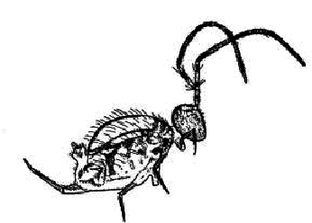 346x248 Line Drawing Of Temeritas Isabellae Greenslade From Womersley