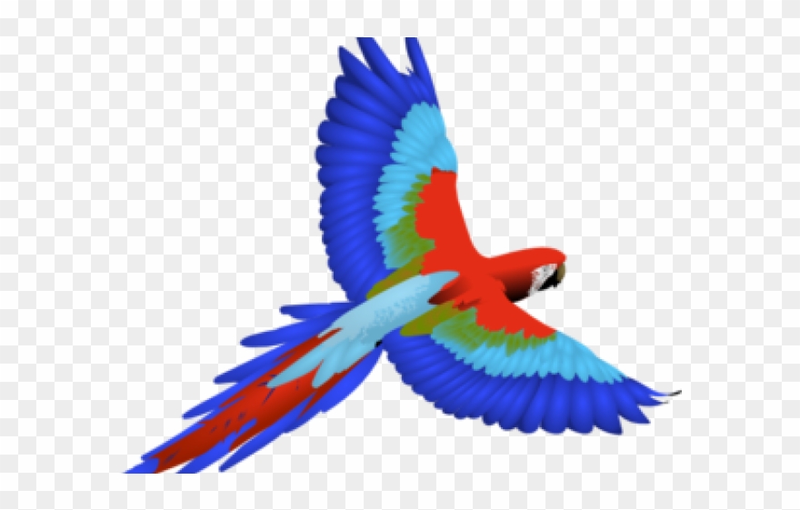 880x561 Scarlet Macaw Flying Drawing Clipart